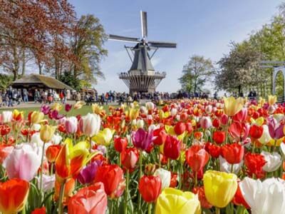 Những vườn hoa rực rỡ ở Benelux