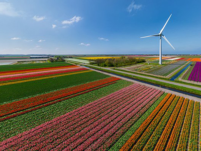 Đến Hà Lan khám phá mùa hoa tulip rực rỡ