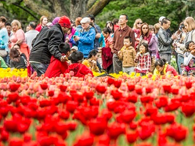 Khám phá lễ hội hoa tulip lớn nhất thế giới ở Ottawa Canada