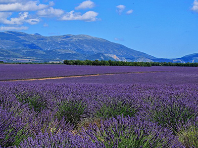 Ghé thăm thiên đường hoa oải hương Provence