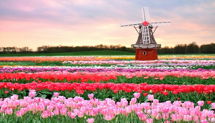 Vẻ đẹp quyến rũ mê hồn của vườn hoa Keukenhof – Hà Lan